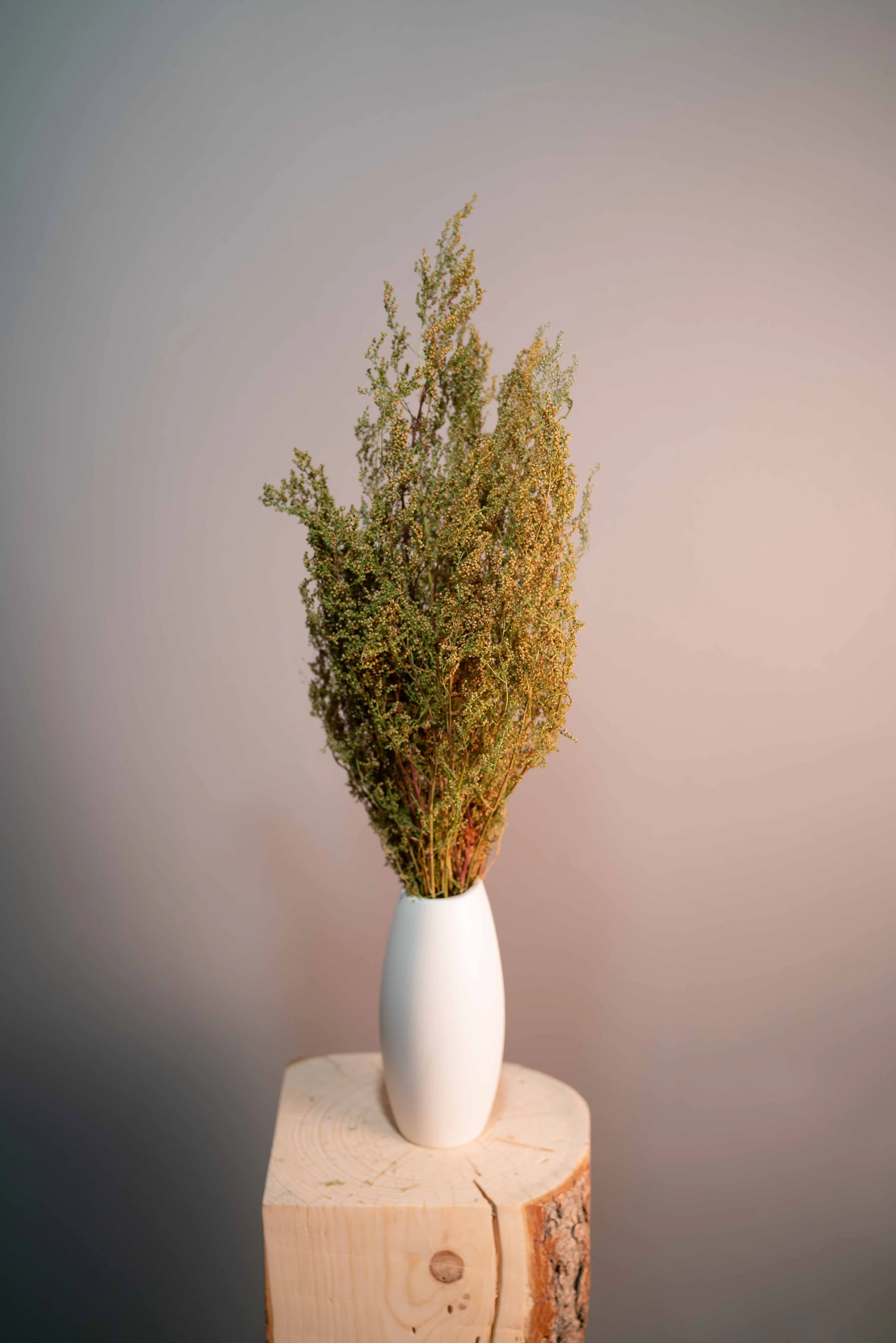 Artemisia: Flower Spotlight — Artemis Flower Farm